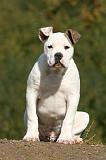 BOULEDOGUE AMERICAIN 331
